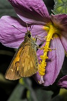Broad-winged Skipper Butterfly (Poanes viator) Feeding on Marsh Mallow, Swamp Rose (Hibiscus moscheutos) Flower. Corolla, Currituck County, Outer Bank...