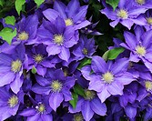 Cluster of beautiful, fully blooming, purple Clematis growing in Trevor, Wisconsin, USA.