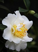 Soft focus close up of a single bloom of a Setsugekka Camellia.
