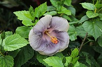 Close up of a Hibiscus of Moorea (RMMA Divine Being) in shades of gray and purple i.
