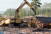 Canada, BC, Cranbrook. Heavy equipment sorting large pile of logs beside highway in logging clearcut.