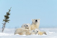 Polar bear mother (Ursus maritimus) with two new born cubs lying down on tundra, looking at camera, Wapusk National Park, Manitoba, Canada.