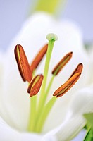 A studio photo of a lily up close.