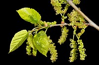 Mulberry tree in bloom