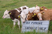 beef Calves taking an interest in no parking sign in meadows at Cley grazing marshes Norfolk.
