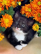 Black and white Kitten with flowers a studio portrait.