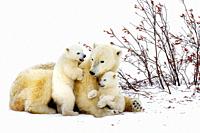 Polar bear mother (Ursus maritimus) lying down on tundra, with two new born cubs playing, Wapusk National Park, Manitoba, Canada.