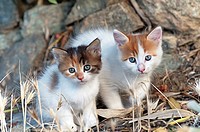 Two kittens sitting outdoors side by side and looking at camera