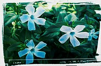 Vinca flowers in a garden with white paint frame