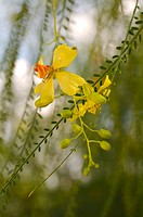 Ornamental tree with yellow flowers, Parkinsonia aculeata. Seville, Andalusia, Spain.