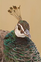 Female Peacock (Pavo cristatus). Seville, Andalusia, Spain.