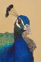 Male Peacock (Pavo cristatus), Male. Seville, Andalusia, Spain.