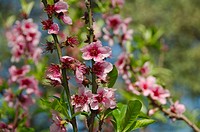 Peach tree flowers (Prunus persica). Buenos Aires Japanese Gardens.