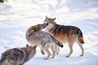 Close-up of two Eurasian wolves (Canis lupus lupus) in a snowy winter.