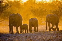 African elephant in Etosha National Park. African elephants are elephants of the genus Loxodonta. The genus consists of two extant species: the Africa...