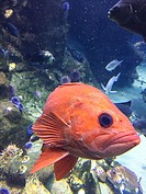 Pacific ocean perch (Sebastes alutus), also known as the Pacific rockfish, Rose fish, Red bream or Red perch has a wide distribution in the North Paci...