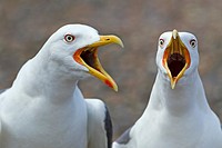 Lesser Black-backed Gulls Larus fuscus calling from shoreline. Norfolk England UK