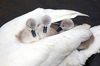 Mute Swan Cygnus olar with newly hatched Cygnets. Norfolk England UK