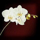 Three day old white orchid on black background with retro filter effect. Closeup.