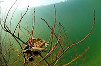 European toads mating in a French lake. Bufo bufo.