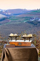 Some white truffles on the vintage scales, in the background hills with vineyards in autumn Langhe Piedmont Italy.