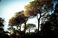 Pine trees. Barcelona province, Catalonia, Spain.