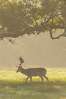 Fallow deer, Dama dama, Cervus dama, Male, with Morning Mist.