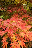 Maple, Arnold Arboretum, autumn, Boston, Massachusetts, USA
