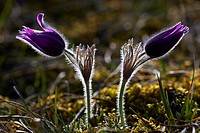 Pasque Flowers or Common Pasque flowers (Pulsatilla vulgaris) blooming in spring on calcareous soil - Naturpark Altmuehltal, Bavaria/Germany