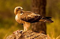 Booted eagle or (booted eagle). Photographed in Cuenca.