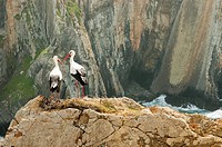 Pair of white storks (Ciconia ciconia) on nest. Parque Natural do SW Alentejano e Costa Vicentina. Southwest Alentejo and Vicentine Coast Natural Park...