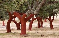 Alcornocal. Oak cork uncorked, Quercus suber. San Vicente de Alcántara. Badajoz province, Extremadura. Spain.