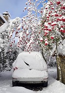 A snow covered car, under a blossom Holly. In the tourist town of O Cebreiro, in the mountains of Lugo