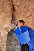 Woman squeezing milk from a camel teet at a farm near Shymkent Kazakhstan.