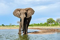 African elephant (Loxodonta africana) drinking at a watehole. Hwange National Park, Zimbabwe.