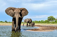 African elephant group (Loxodonta africana) drinking at a watehole. Hwange National Park, Zimbabwe.