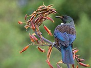 A tui (Prosthemadera novaeseelandiae) is an endemic passerine bird of New Zealand feeding on a flax plant. Whangarei, Northland, New Zealand.