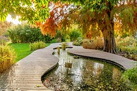 Bald-Cypress, Water Garden, Ecole du Breuil, Paris, France.