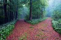 Foggy morning in beech forest, bear´s garlic, wild garlic, wood garlic or ramson (Allium ursinum) in full of bloom at wayside - Franconian Jura, Bavar...