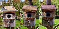 Image left:.Starling nest box (Sturnus vulgaris) was looted at night by a Stone Marten or Beech Marten (Martes foina). The marten has eaten a hole int...