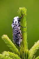 Black Arches or Nun Moth (Lymantria monacha), female resting on young sprout of a spruce - West Pomeranian Voivodeship/Poland