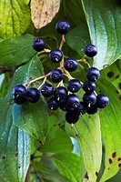 Dogwood (Cornus sanguinea) berries, the ripe black-blue stone fruits are a real treat for many birds in the autumn - Region Hesselberg, Bavaria/German...