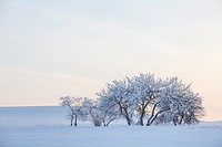 snow covered trees in an otherwise barren, snow covered landscape.