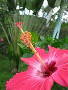 Hibiscus pink close up