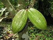 Cacao fruit in the tree, Sucre State Venezuela