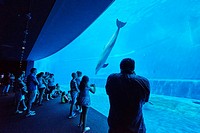 People visiting the dolphins tank at the Aquarium of Genoa. Italy.