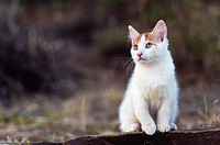 Portrait of a white and red kitten sitting on a wall in the garden.