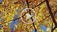 A Gingko Tree with Yellow Leaves in Autumn in the Park