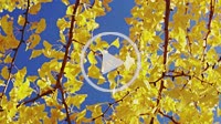 A Gingko Tree with Yellow Leaves in Autumn in the Park