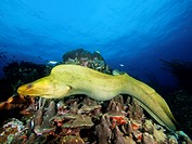Green Moray Eel, Gymnothorax funebris - Sur america, Venezuela los roques